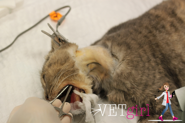 How to place an esophagostomy tube VetGirl Veterinary CE Podcasts