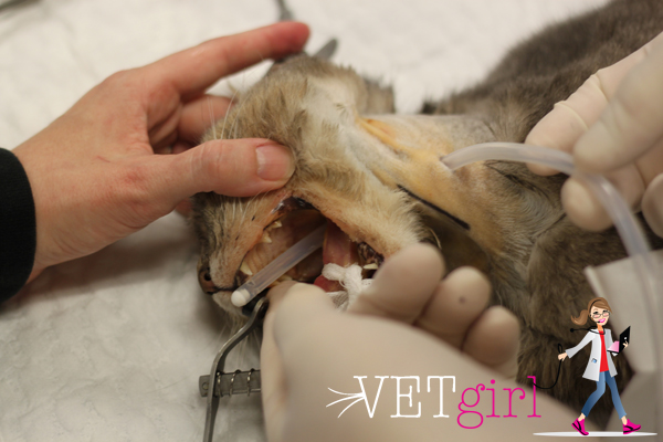 How to place an esophagostomy tube VetGirl Veterinary CE Podcasts