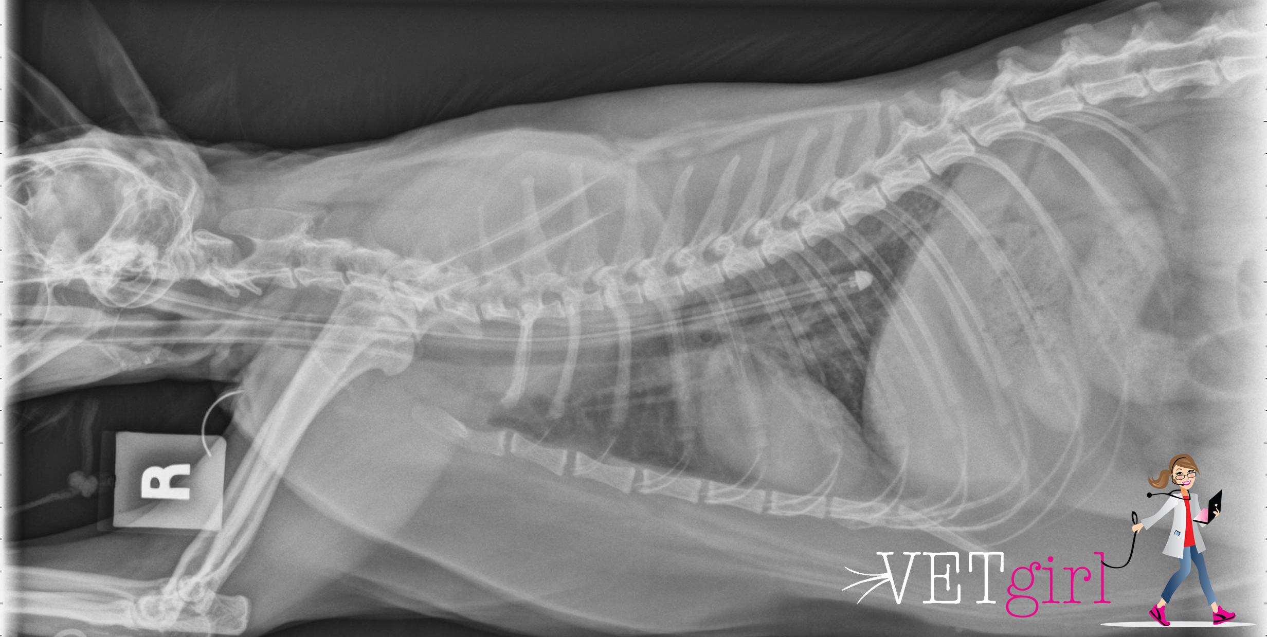 How to place an esophagostomy tube | VetGirl Veterinary CE Podcasts