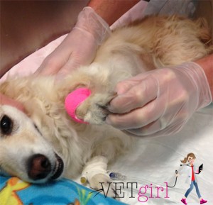 Flex your spinal cord reflexes knowledge! | VetGirl Veterinary CE Blog