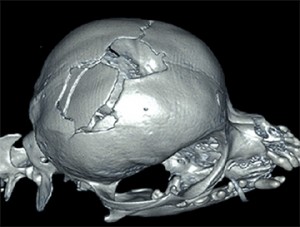 Image 1 Chihuahua skull fracture