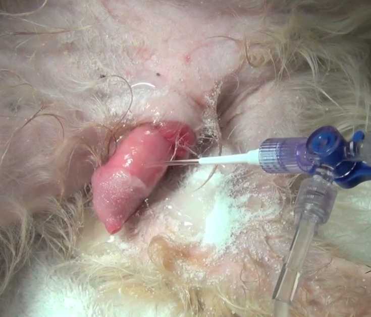 Treatment of paraphimosis in a dog VetGirl Veterinary CE Videos.