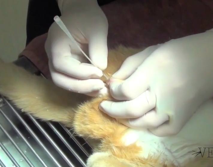 Passing a Tomcat in a Feline Urethral Obstruction