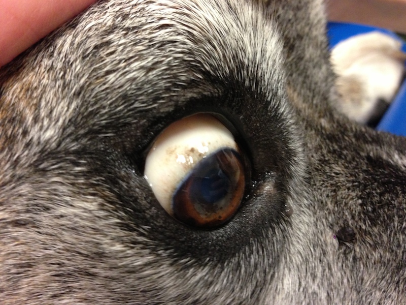 Icterus in dogs and cats VetGirl Veterinary CE Blog