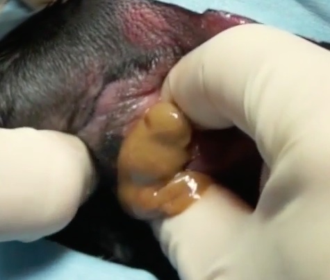Treating an anal gland abscess in a dog | VETgirl Videos