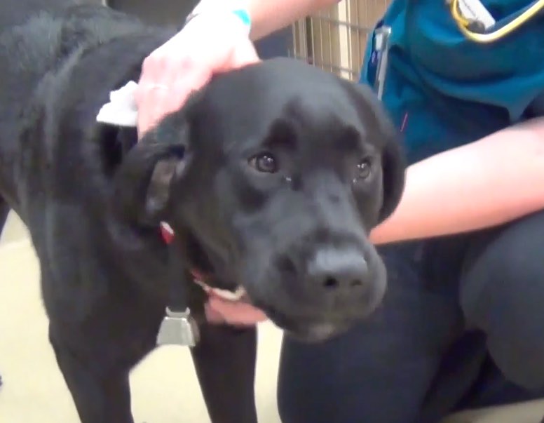 Idiopathic in Dogs | VETgirl Veterinary Video