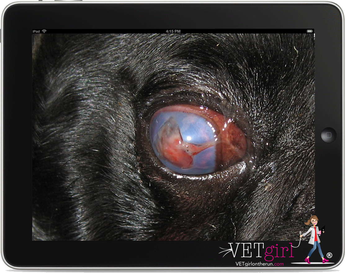 Treatment of KCS in Dogs | VETgirl Veterinary Continuing Education Blog