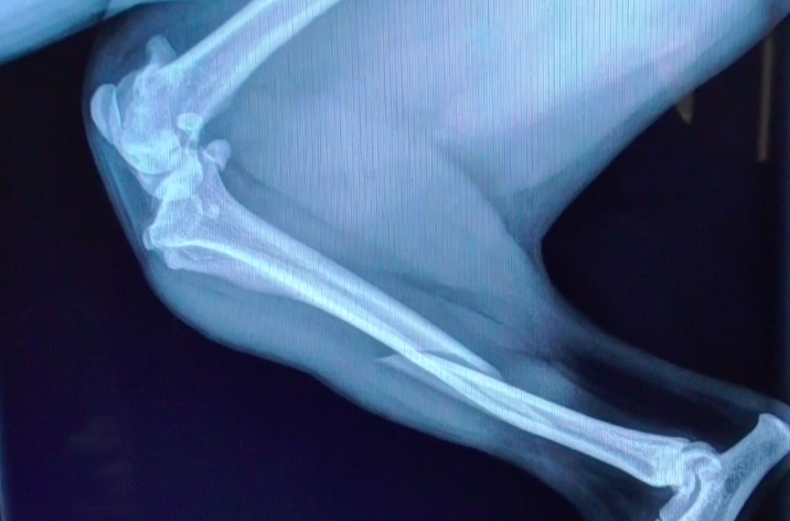 How to place a splint on a dog | VETgirl Veterinary Videos