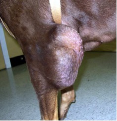 Sarcoma in a dog. Photo courtesy of Dr. Craig Clifford, DACVIM (Oncology)