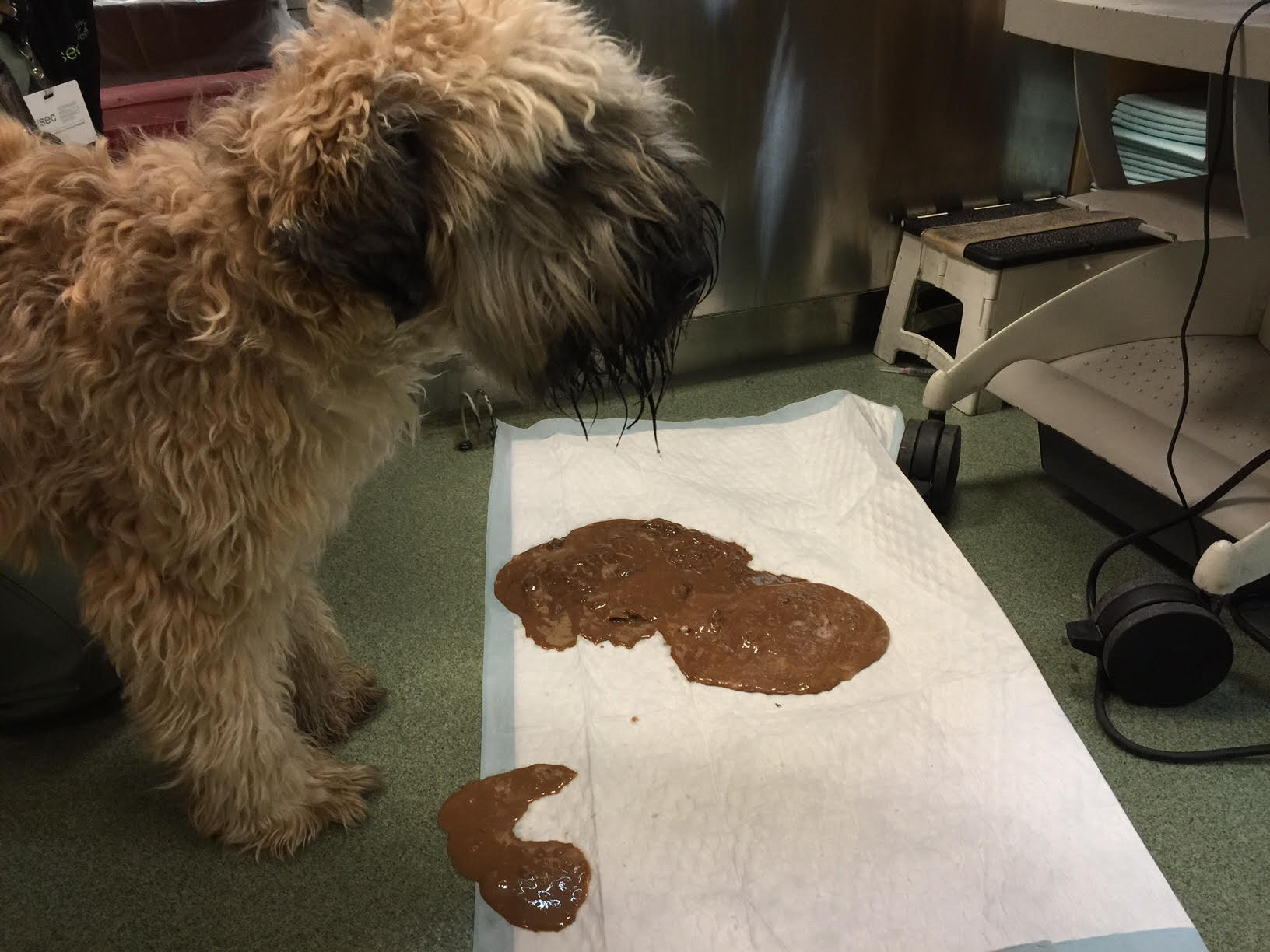 How Much Chocolate Peroxide To Give Dog To Throw Up