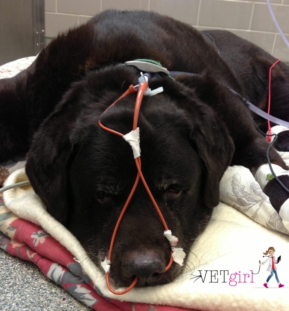 Dog with bilateral nasal oxygen cannulas