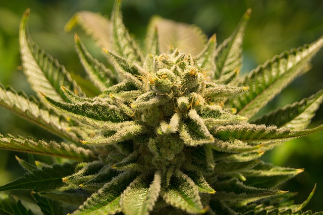 Как реанимировать марихуану фирменные семена марихуаны