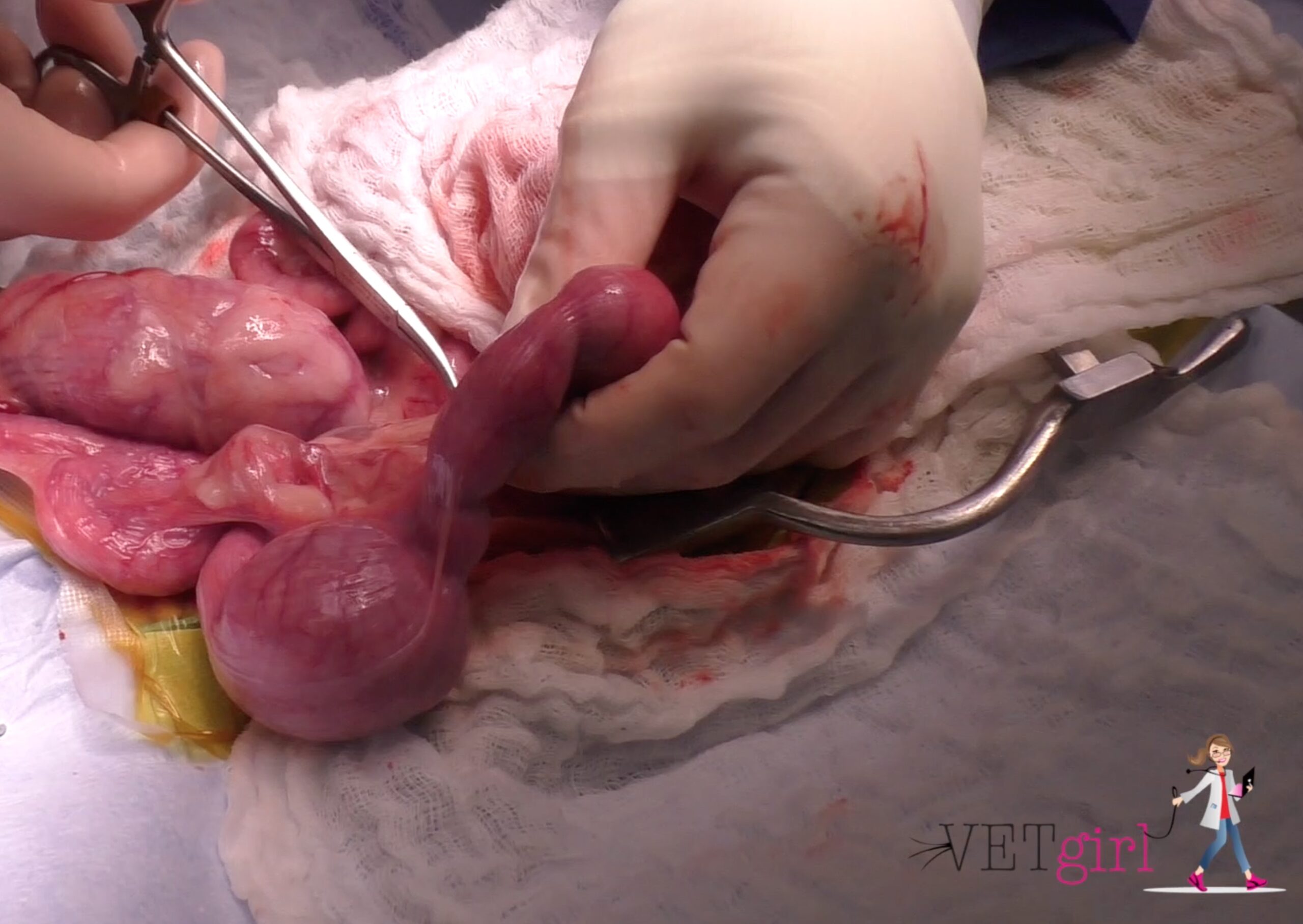 Pyometra surgery in a dog VETgirl Veterinary Continuing