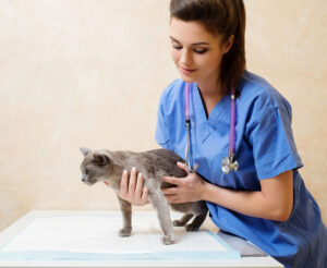 Técnico veterinário examinando gato