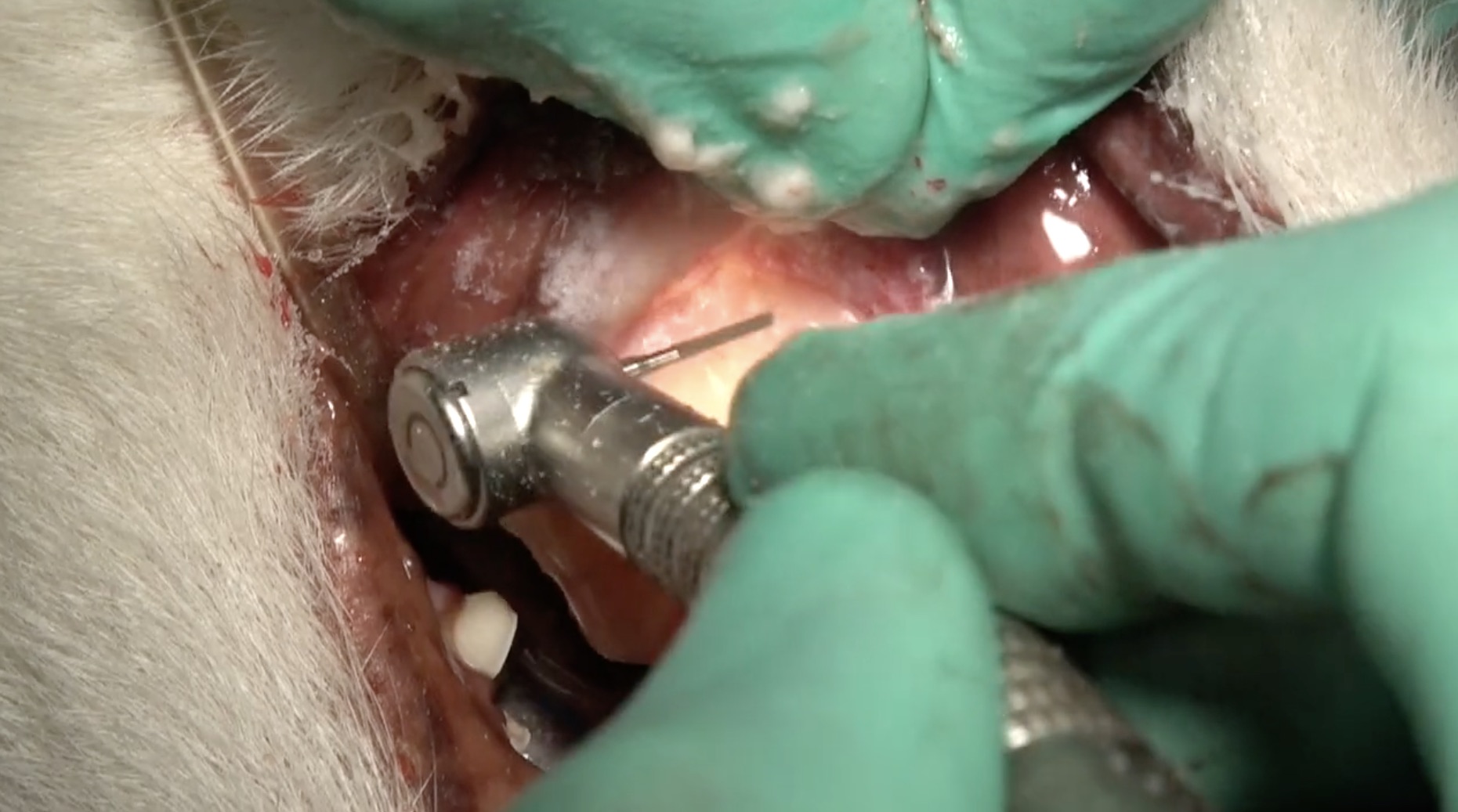 Maxillary Fourth Premolar Extraction in the Dog
