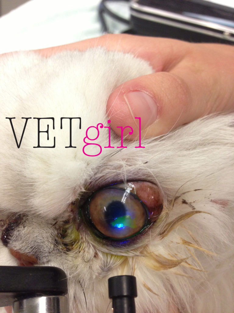 VETgirl image of a cat with a corneal ulcer