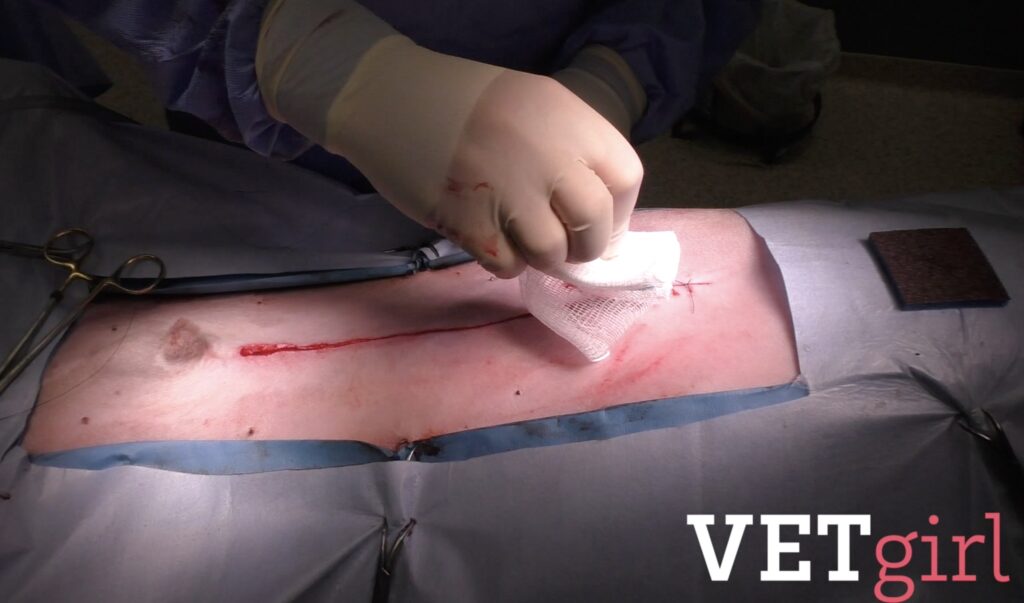 How to perform a Ford Interlocking suture pattern in veterinary medicine