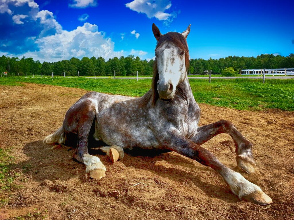 In this VETgirl online veterinary large animal blog, we review all things equine medicine and surgery!