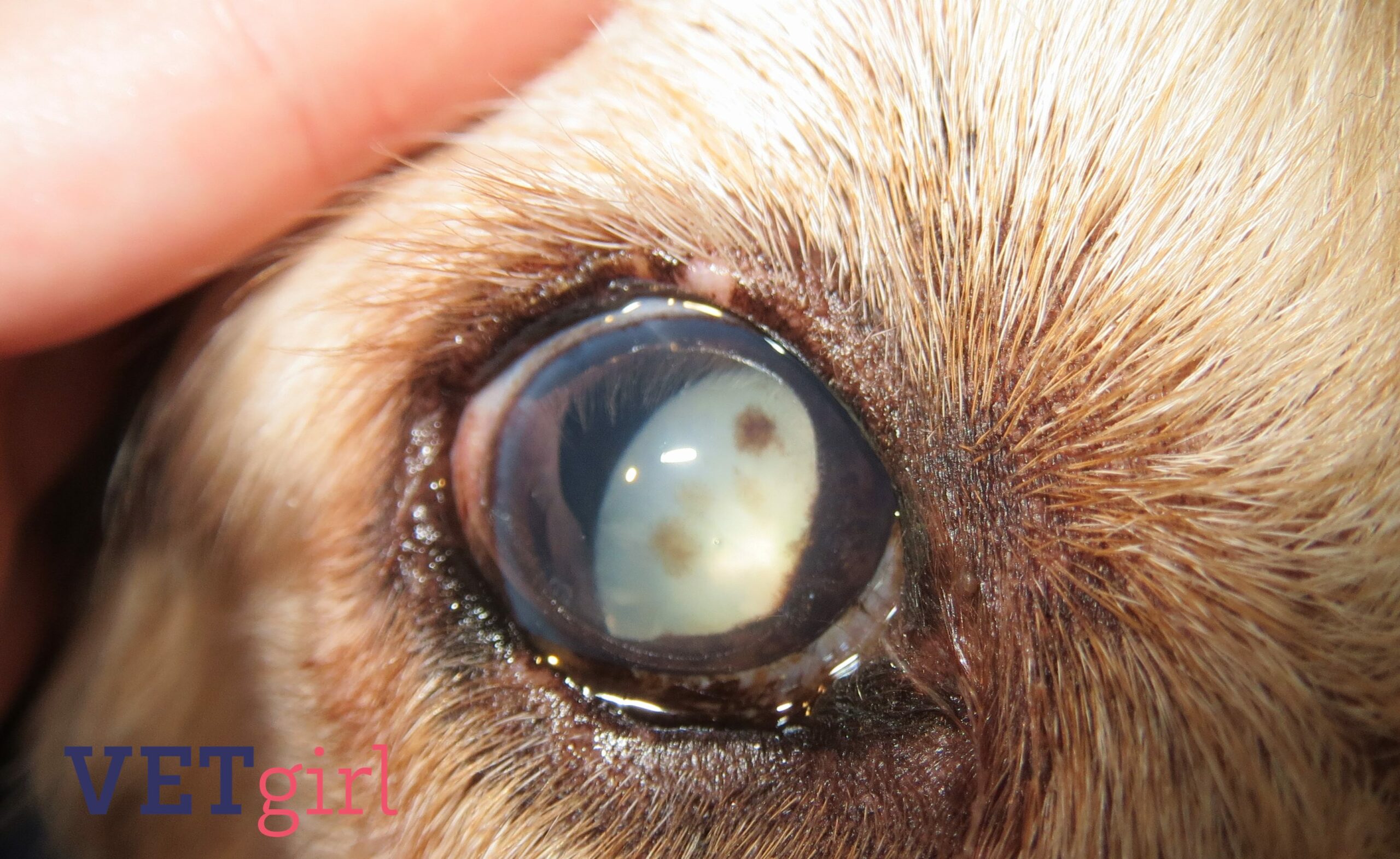 Descolamento de retina em cães e gatos possui reversão? - Iris
