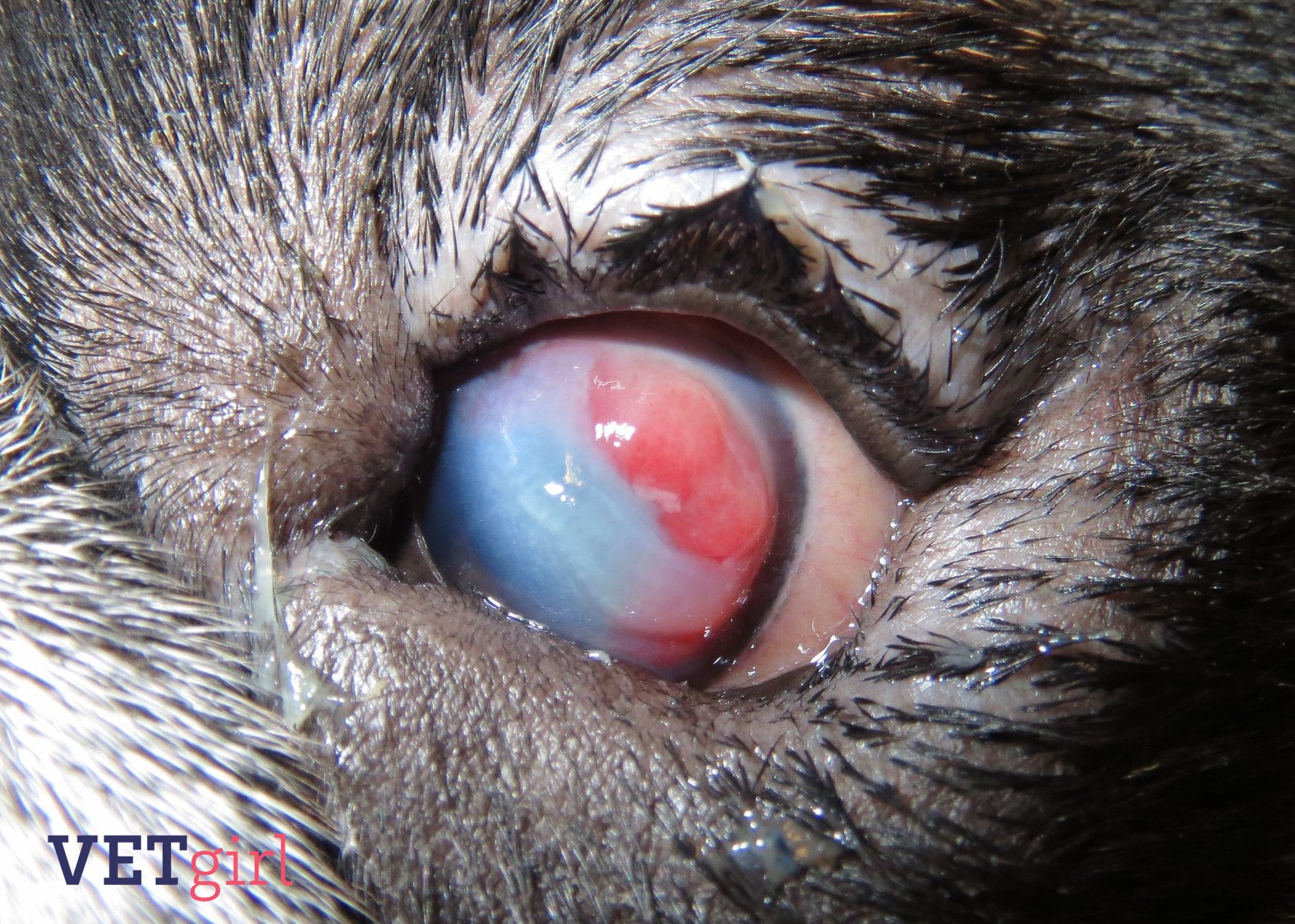 dendritic ulcer cat