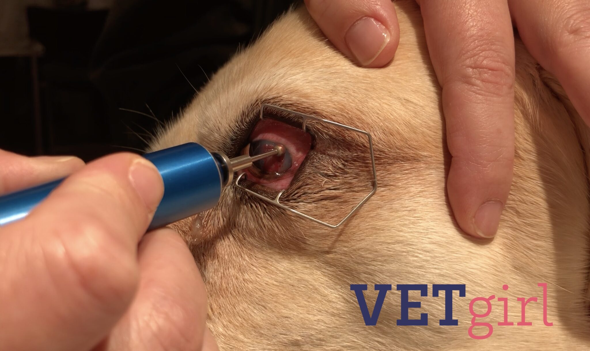 How to treat refractory corneal ulcers in veterinary medicine | VETgirl Veterinary Continuing Education Blog