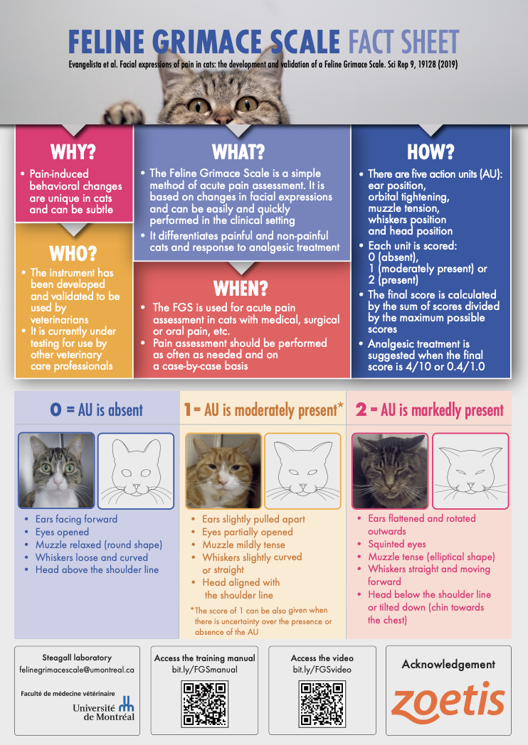 How to pain score cats with the Feline Grimace Scale | VETgirl Veterinary Continuing Education Blog