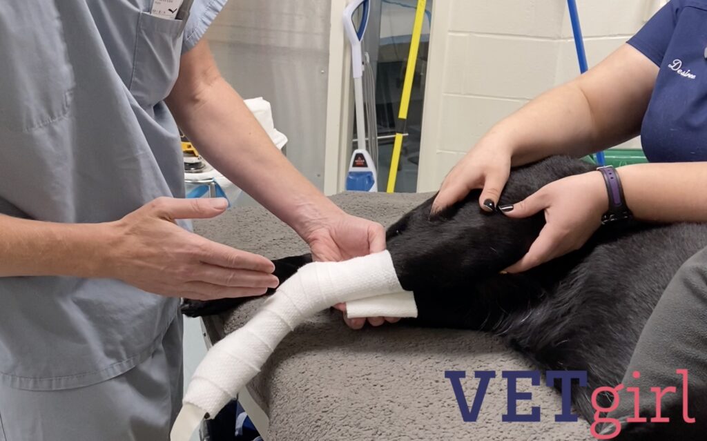 VETgirl video on how to apply a splint to a dog
