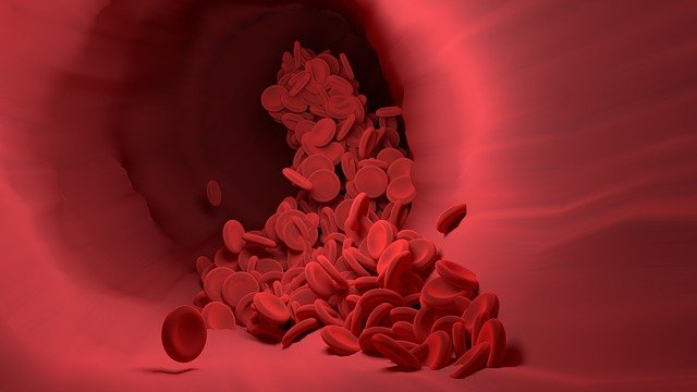 Red blood cell VETgirl blog