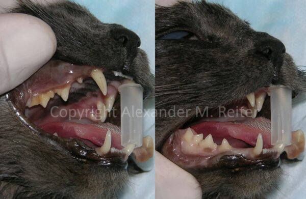 Can you use spring loaded mouth gags in veterinary medicine? | VETgirl ...