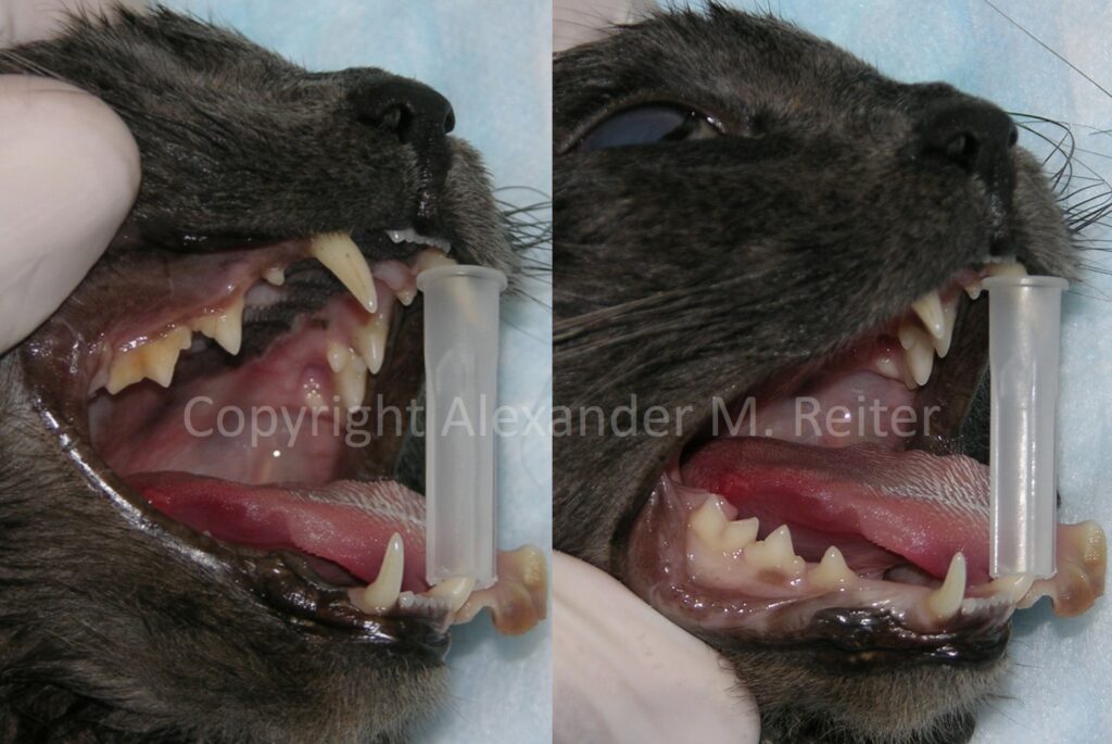 30 mm syring mouth gag in a cat