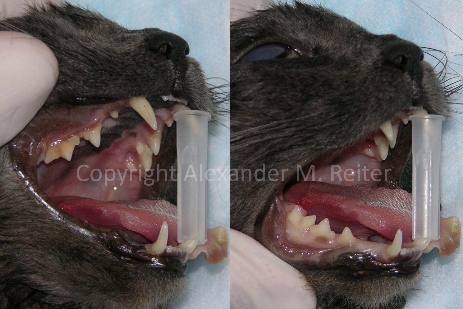 Can you use spring loaded mouth gags in veterinary medicine? | VETgirl Veterinary Continuing Education Blogs