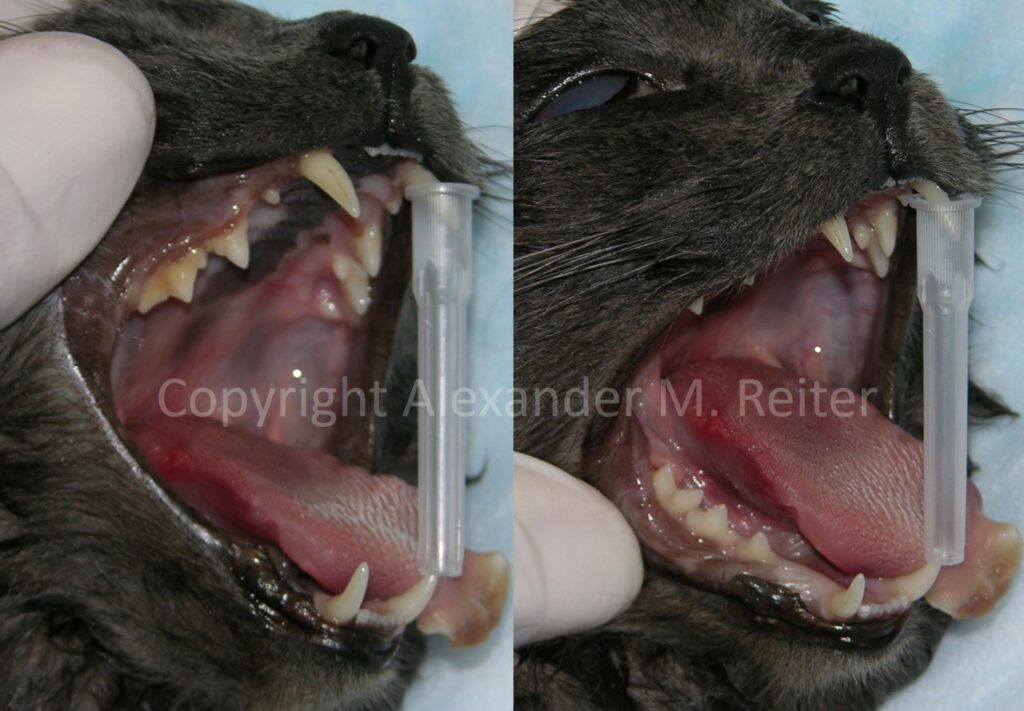42 mm syringe mouth gag in a cat; Photos courtesy of Dr. Alexander Reiter