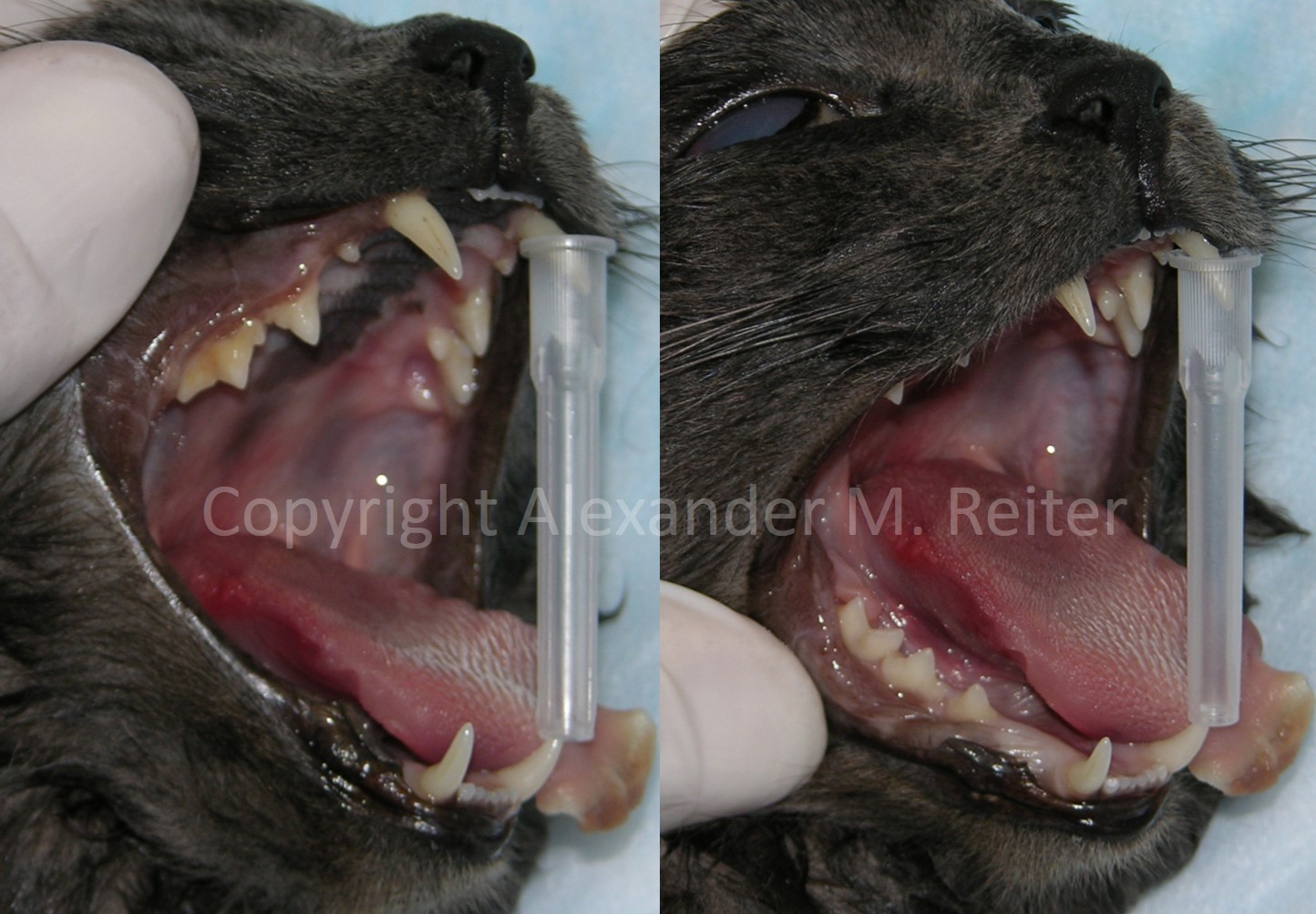 Fisher Cat Teeth