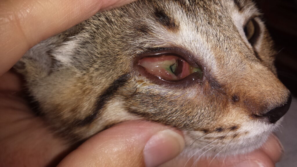 Feline Herpesvirus (FHV) resulting in ocular disease in cats
