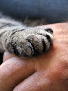 Human animal bond - cat paw on top of human hand