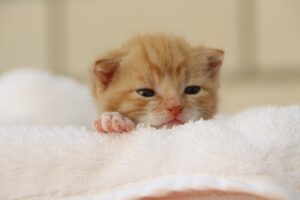 Patient vétérinaire - chaton mignon