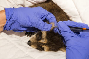 A baby raccoon covered with ticks at an animal rehab facility.