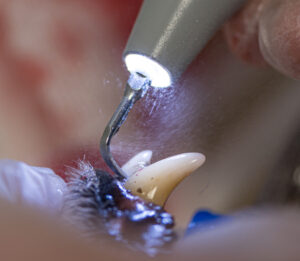 Dentistry technician cleans the teeth of a dog with ultrasound device. Clean white teeth in the animal