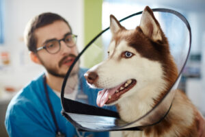 Técnico veterinário e seu paciente, um husky usando um colar eletrônico