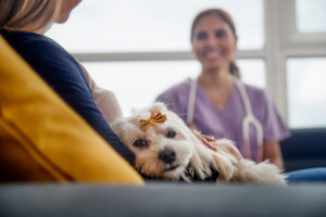 Jovem mulher trabalhando como veterinária, veterinária conversando com o dono do cachorro em atendimento domiciliar. Médico animal durante a visita do animal de estimação doente em casa.