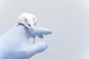 Rato branco na mão de uma pessoa com uma luva azul