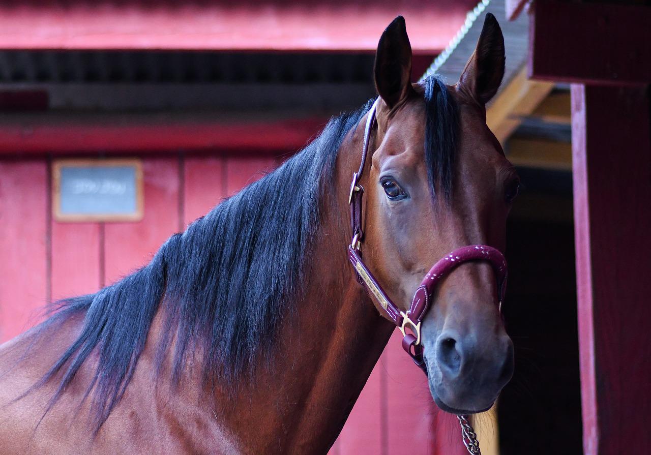 Updates in Equine Neurologic Disease | VETgirl Large Animal Veterinary  Continuing Education Webinars