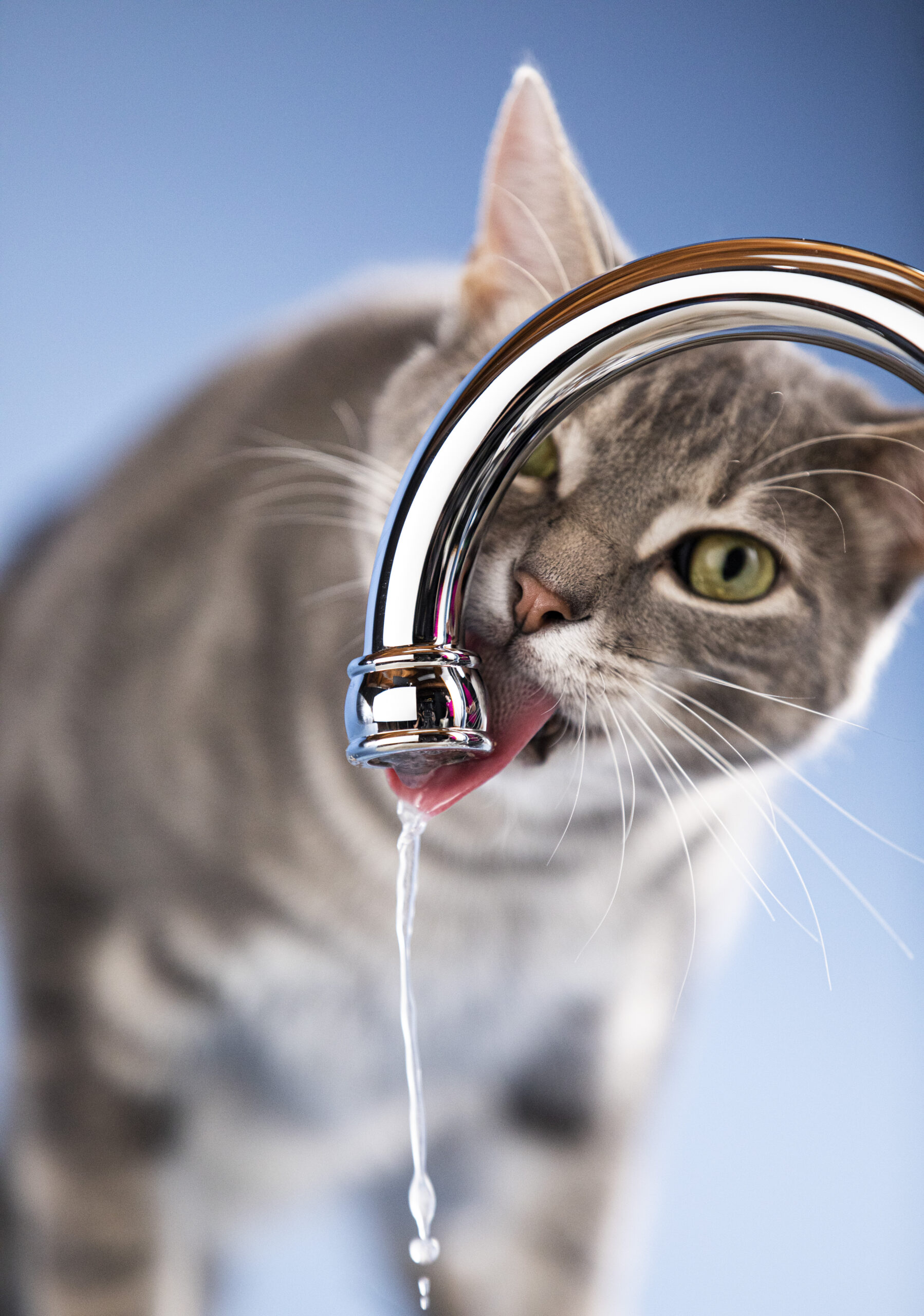 Putting Cats on the Path to Good Hydration with Dr. Andrew Sparkes | VETgirl Veterinary Continuing Education Blog