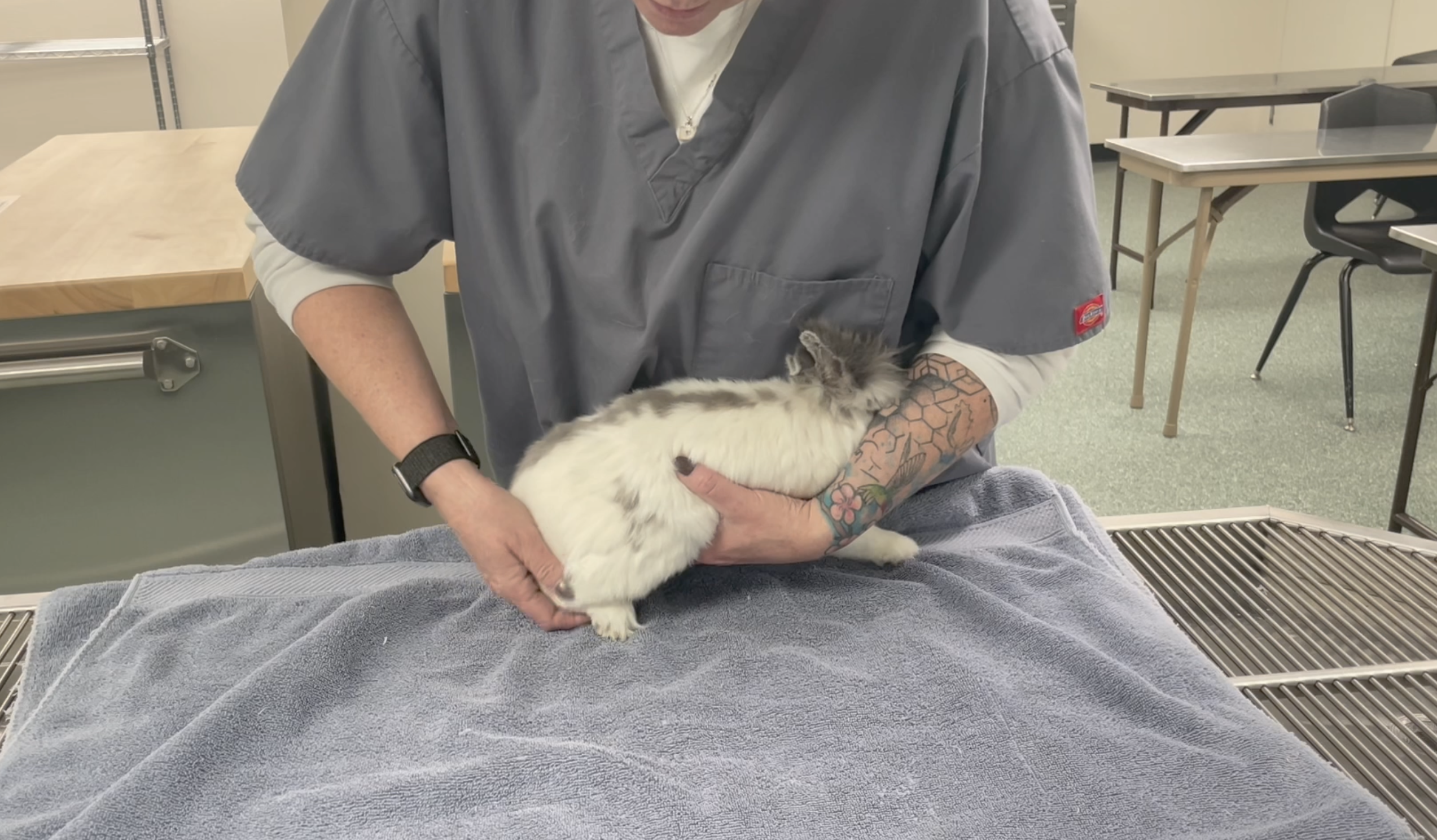 How to restrain and sex a rabbit VETgirl Veterinary Continuing Education Videos photo image