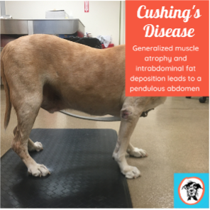 How to Test for Cushing'S Disease in Dogs  