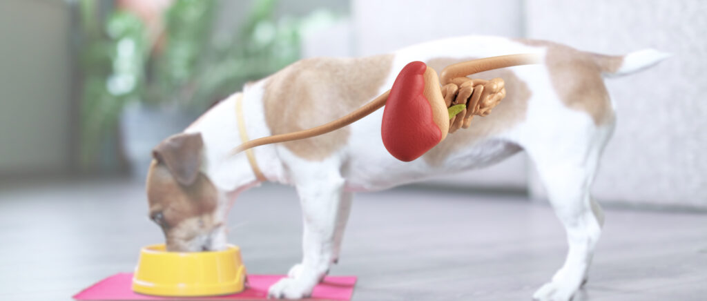 imagem gastrointestinal do cão Purina