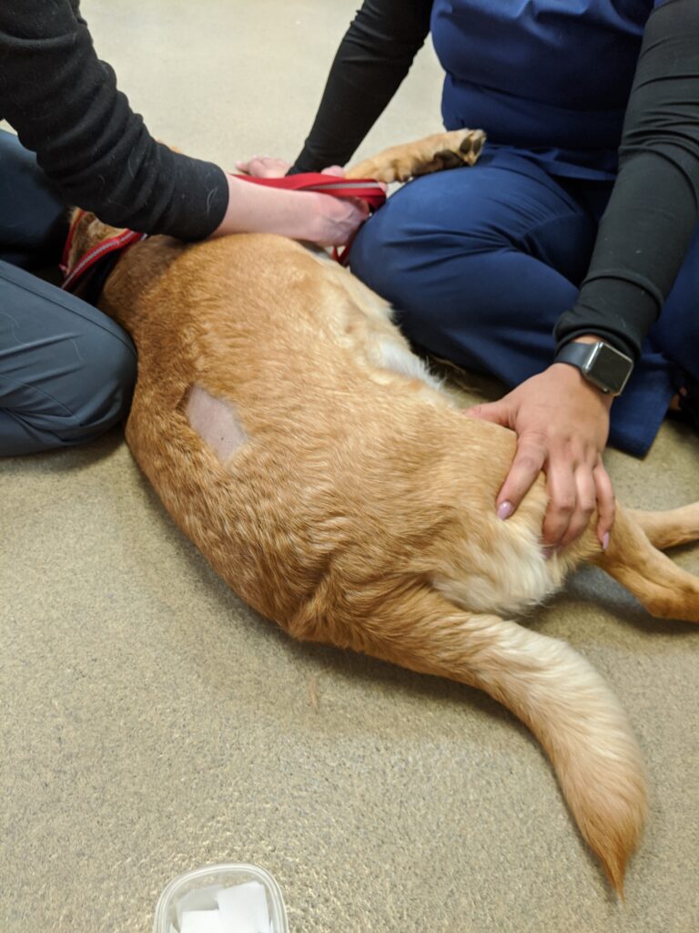 perro sujetar veterinaria