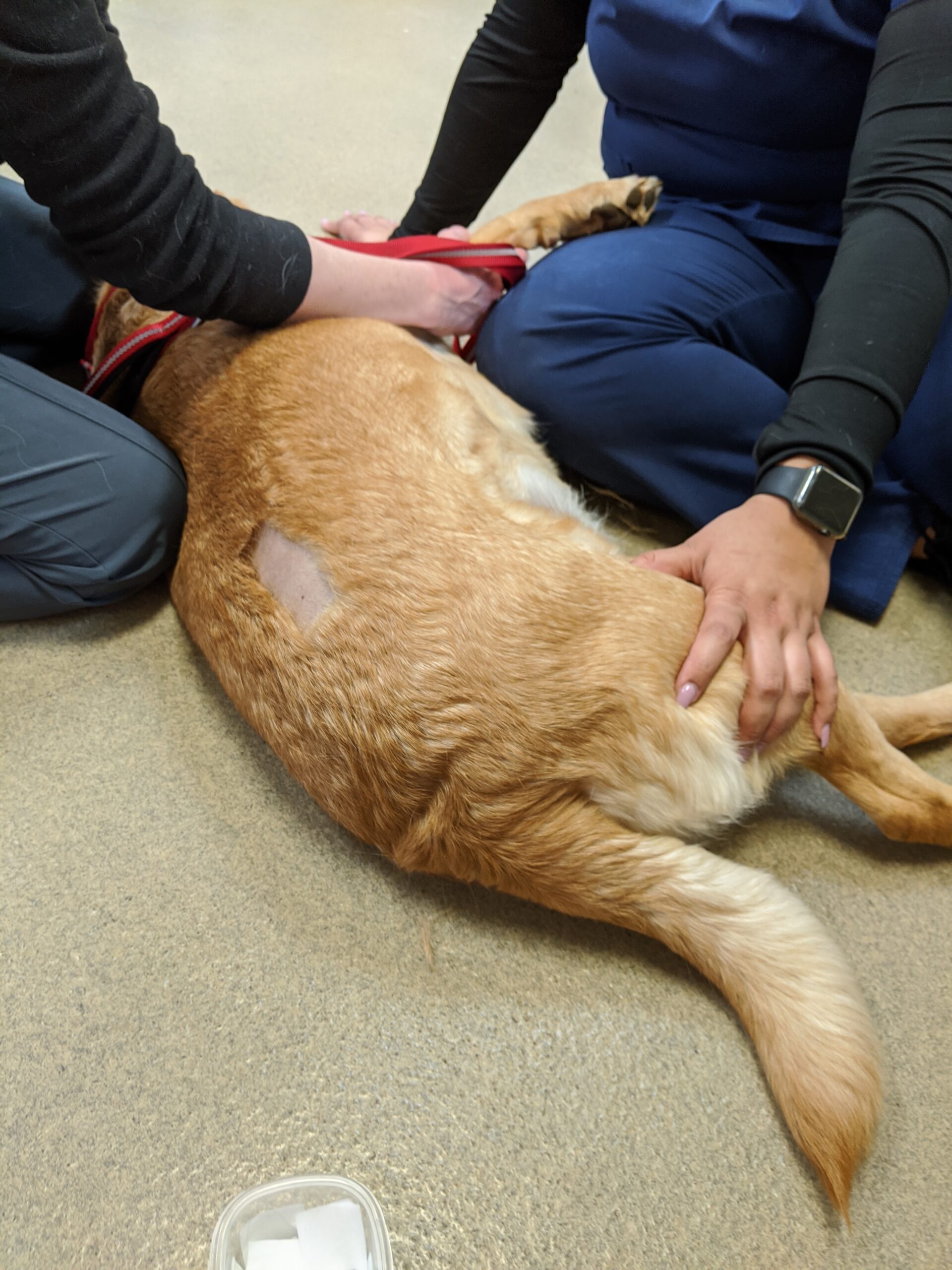 Balancing Care and Cost for Heartworm-Positive Patients | VETgirl Veterinary Continuing Education Blog