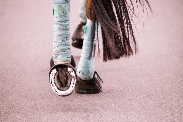 horse bandage legs