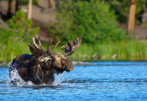 Un gran alce toro en un lago de montaña sacudiendo el agua